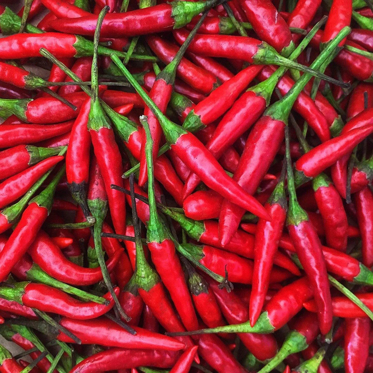 Premium bird eye chilli peppers for export