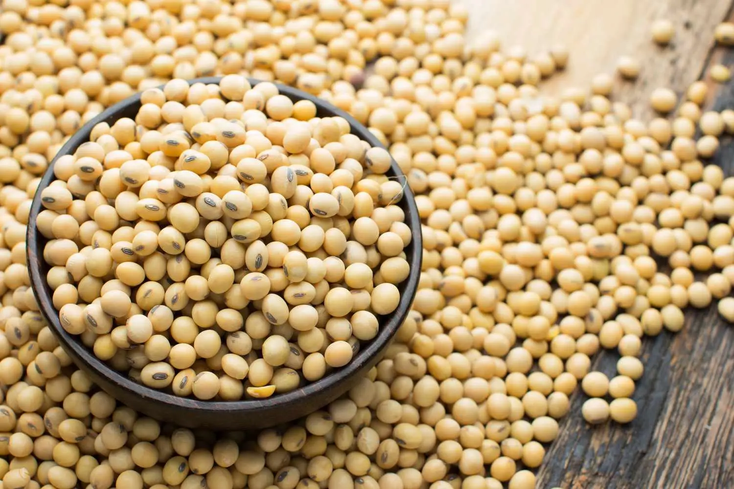 Premium soybeans for processing and export
