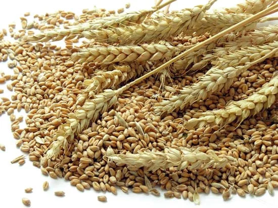 Premium wheat grain for milling and export